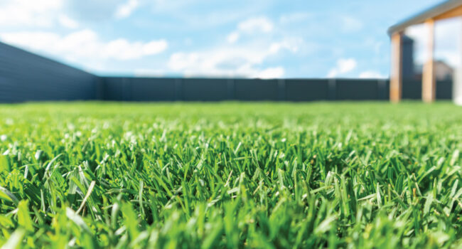 lawn
